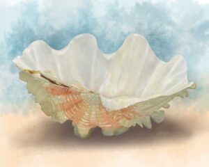 Fluted Clam Seashell Illustration