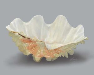 Fluted Clam seashell art print