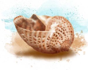 Partridge Seashell art print in soft browns and blues