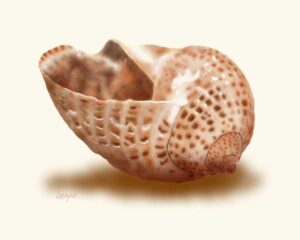 Pacific Partridge Seashell art print