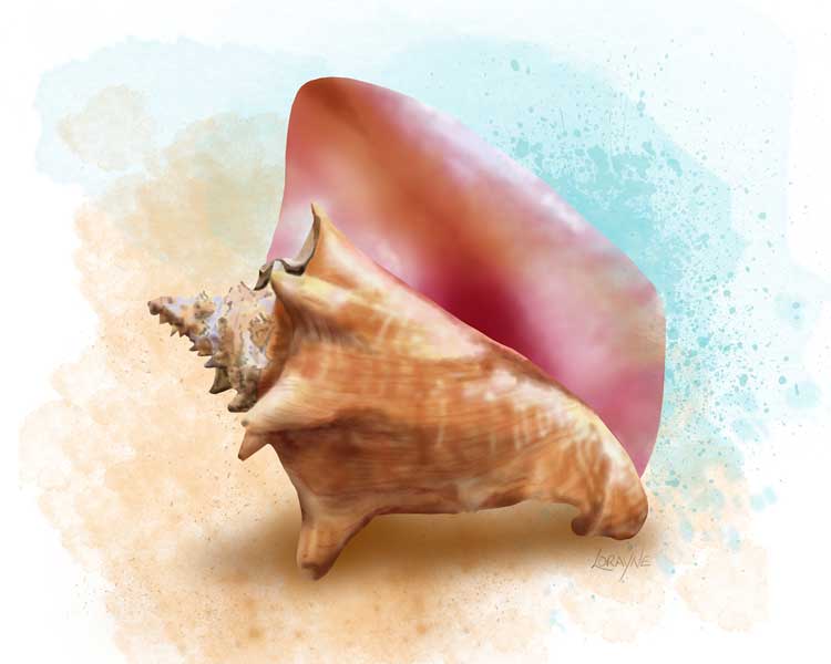 Queen Conch Seashell art print with pink lip