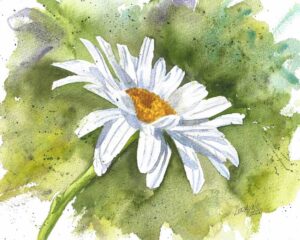 Shasta-Daisy-Watercolor