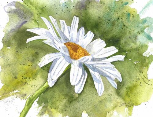 Shasta Daisy Watercolor