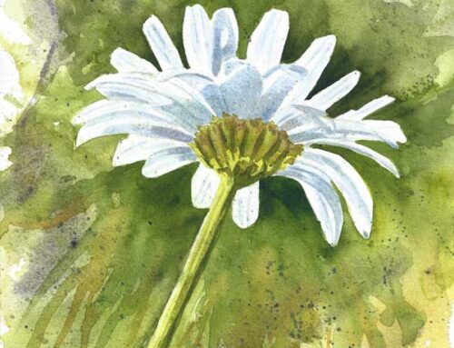 Single Daisy Watercolor