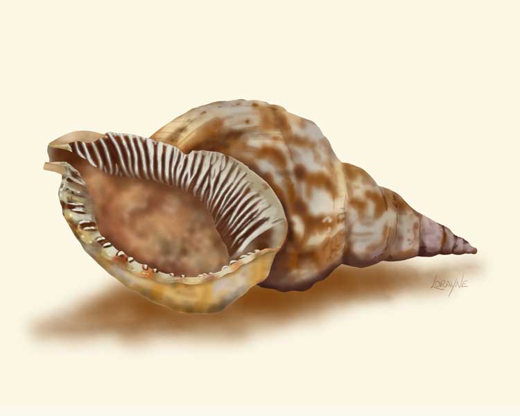 Triton Seashell art Print