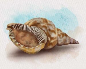 Triton Seashell Seashell art print