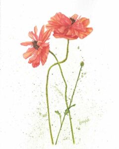 Two Poppies Watercolor