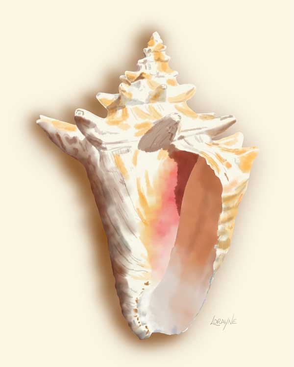 Bleached conch shell digital illustration