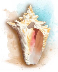 Bleached White Conch Seashell art print